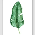 Bird of Paradise