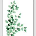 Eucalyptus