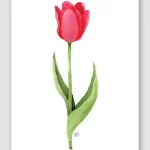 Tulip